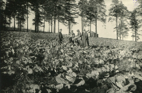 Уборка капусты в подсобном хозяйстве Юрюзанского завода имени Кирова, 1943 г.